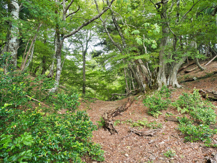 卒塔婆峠