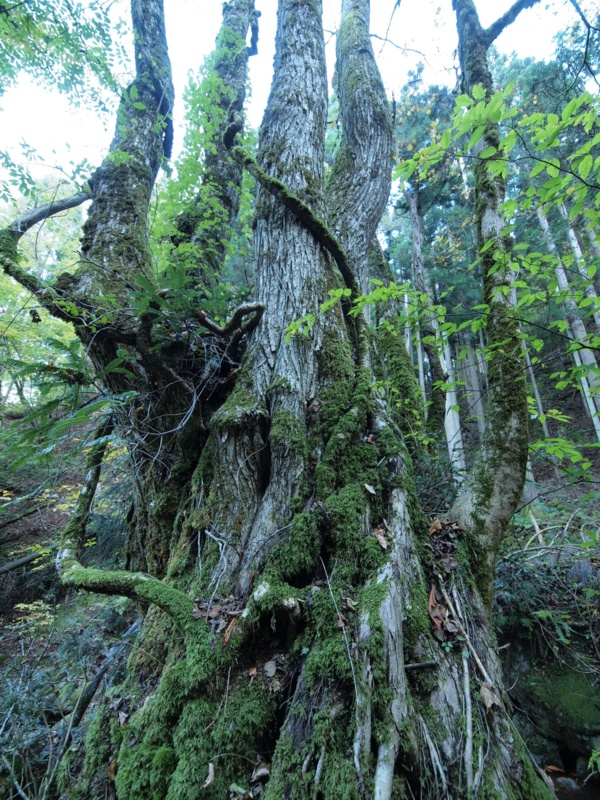 カツラ（古和木・永谷支流）